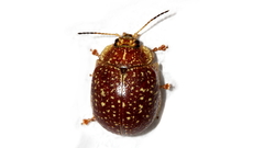 Paropsis tasmanica