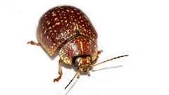 Paropsis tasmanica