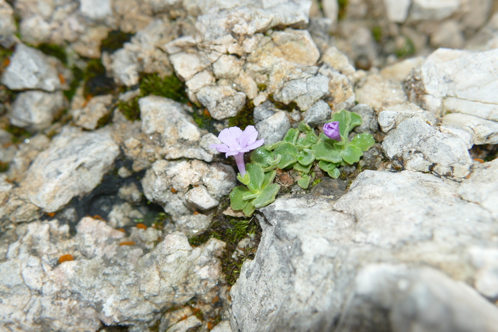 Primula recubariensis