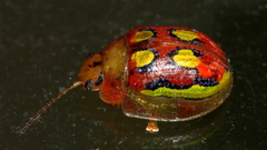 Paropsisterna nobilitata