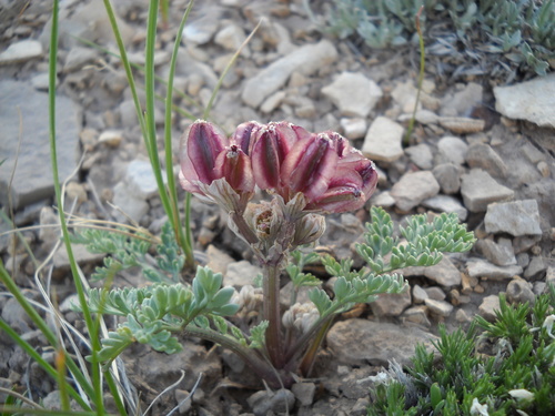 Constance's springparsley (Cymopterus constancei)
