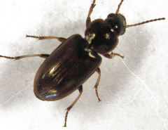 Haplanister crypticus