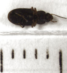 Haplanister crypticus