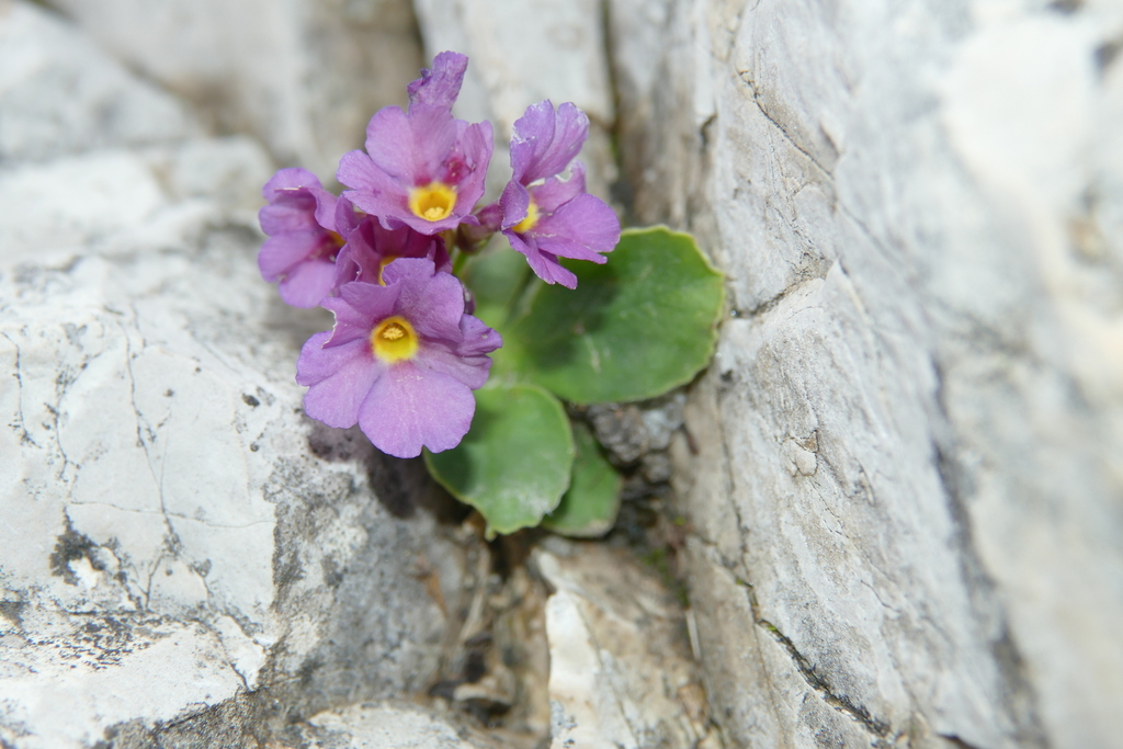Primula × vallarsae