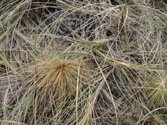 Spinifex longifolius
