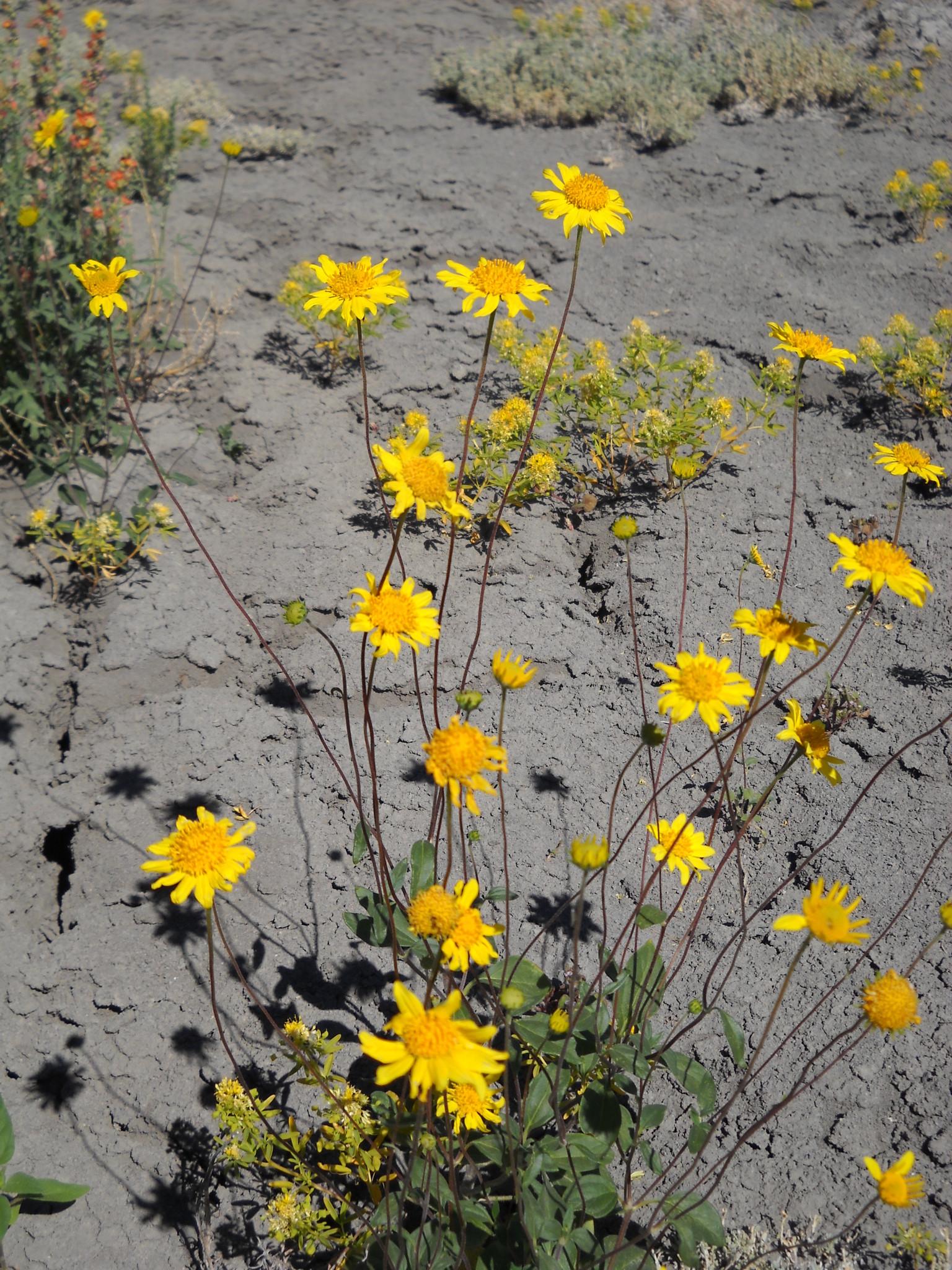 Heliomeris soliceps