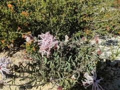 Petrophile linearis