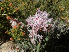Petrophile linearis