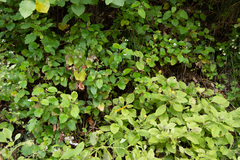 Jovellana sinclairii