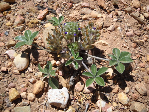 Pediomelum megalanthum var. epipsilum