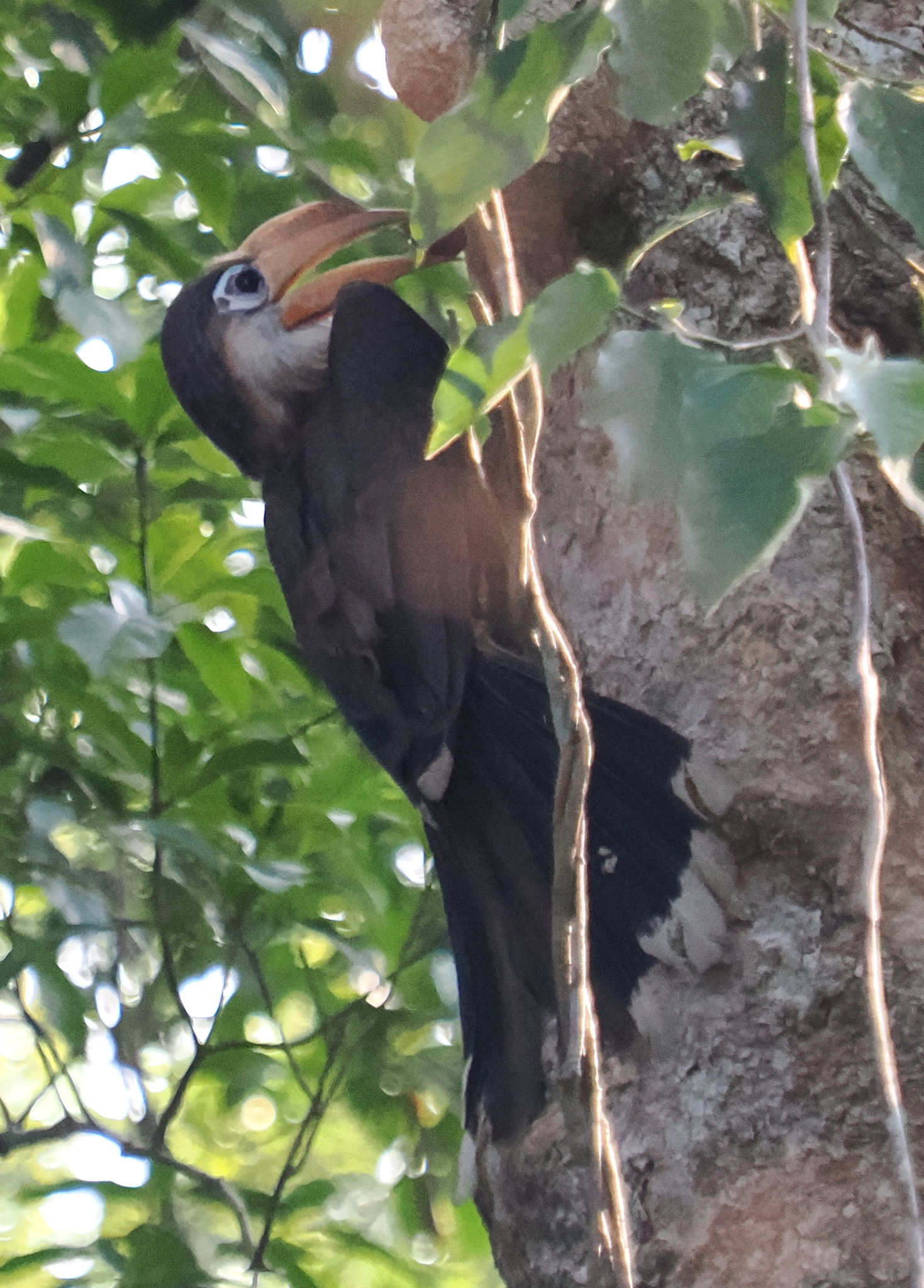 Austen's Brown Hornbill (Anorrhinus austeni), photo 4