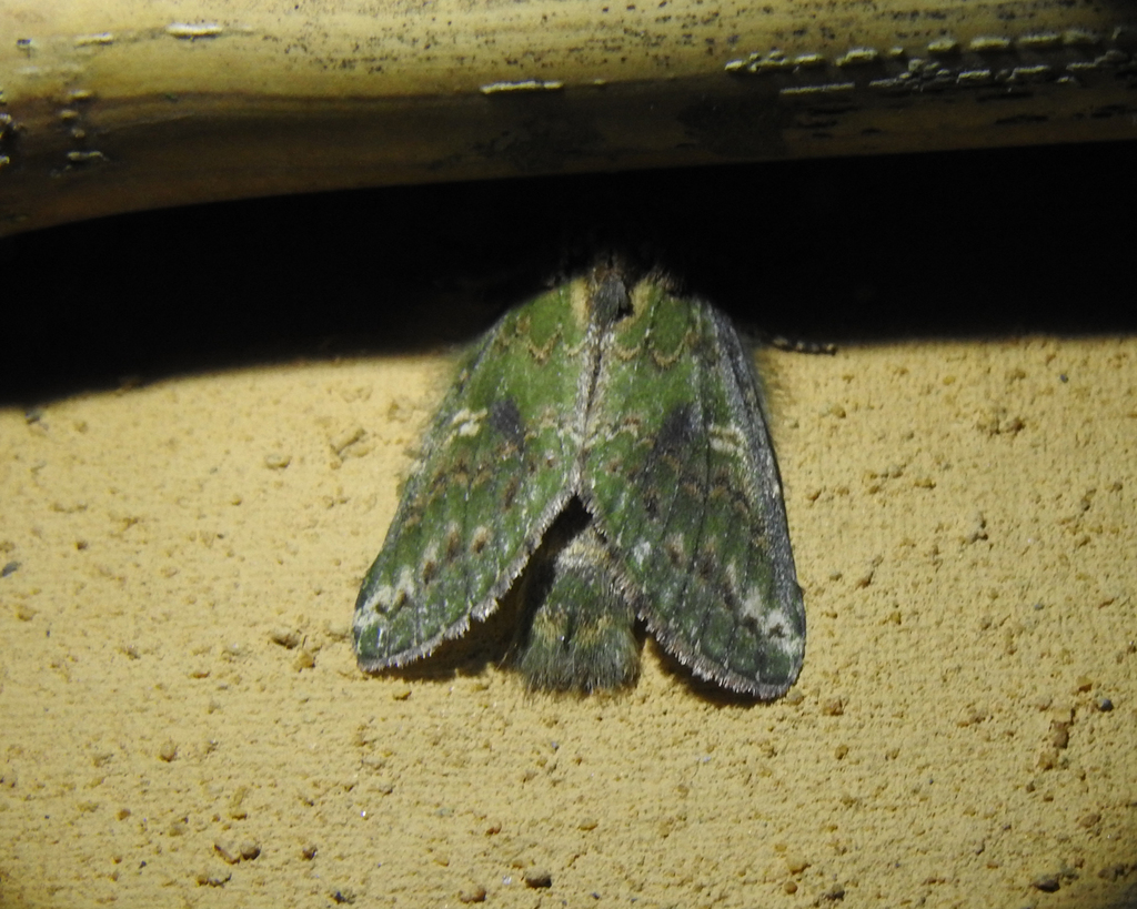 Cecrita vestona