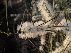 Melaleuca teretifolia