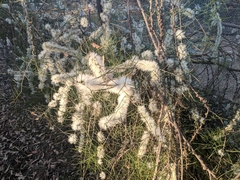 Melaleuca teretifolia