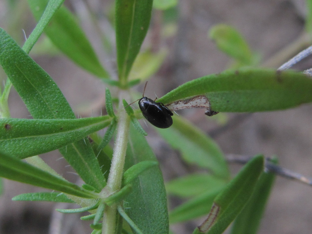 Dibolia cryptocephala