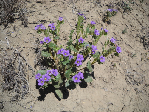 Mooie phacelia (Phacelia sabulonum)