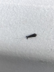 Mystacides sepulchralis