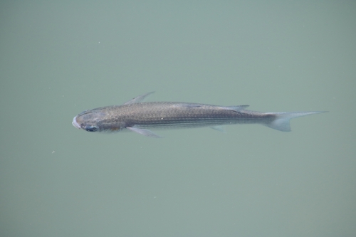 Cipal zlatar (Chelon auratus)