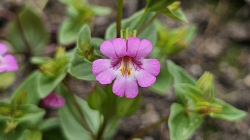 Erythranthe acutidens (Erythranthe acutidens)