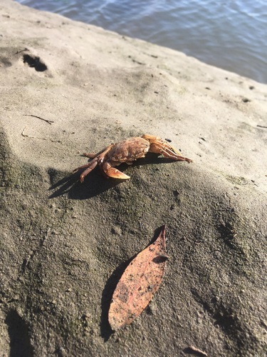 iNaturalist observation photo of Striped Shore Crab
