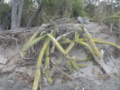 Acanthocereus tetragonus image