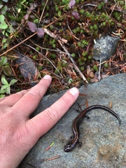 Plethodon elongatus