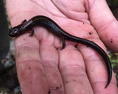 Plethodon elongatus