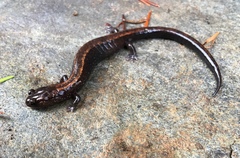 Plethodon elongatus