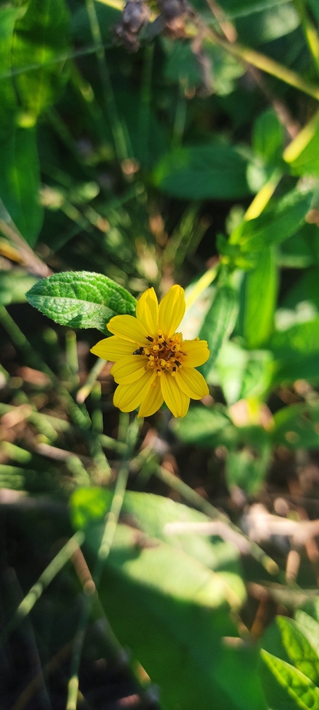 Wedelia hispidula