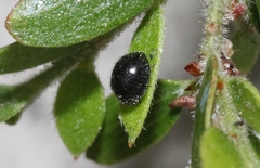 Sticholotidinae