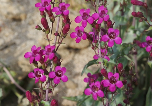 Penstemon clevelandii