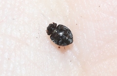 Sticholotidinae