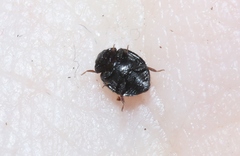 Sticholotidinae