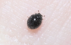 Sticholotidinae