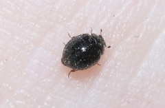 Sticholotidinae