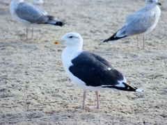 Larus marinus