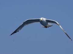 Larus michahellis michahellis