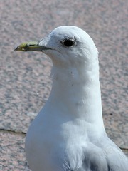 Larus canus canus