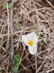 Crocus aleppicus