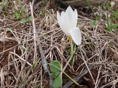 Crocus aleppicus