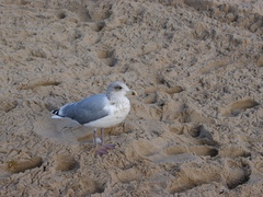 Larus argentatus