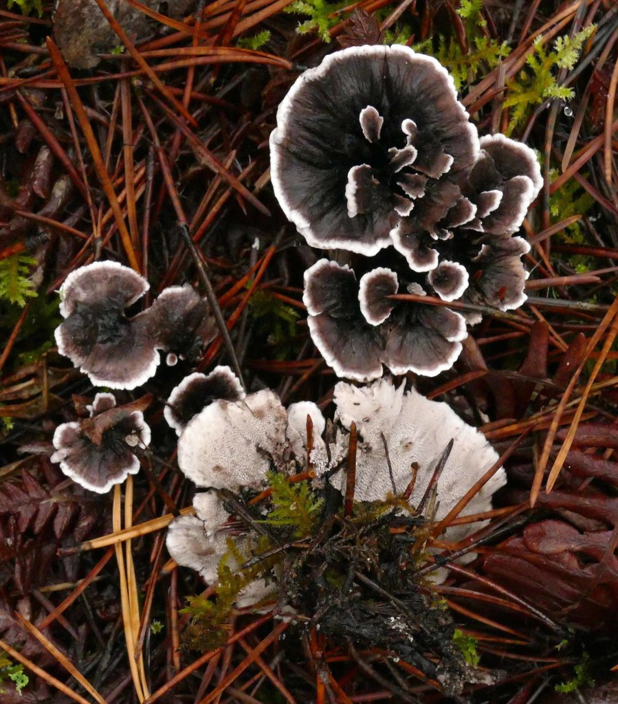 Grey Tooth