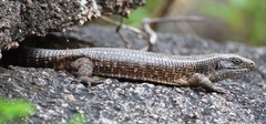 Matobosaurus validus