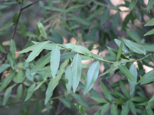 California Bay Laurel foliage