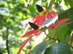 Euploea tulliolus koxinga