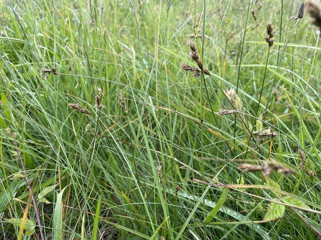 foothill sedge from Ebey's Landing, Coupeville, WA, US on June 9, 2023 ...