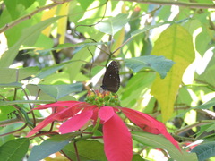 Euploea tulliolus koxinga