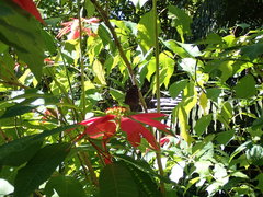 Euploea tulliolus koxinga