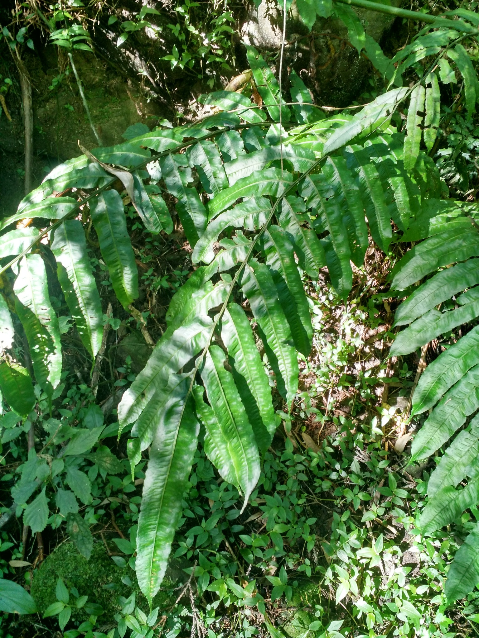 Diplaziopsis
