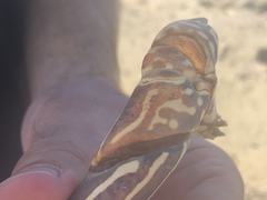 Panulirus penicillatus